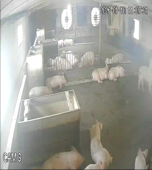 Caméra IP - Vietnam