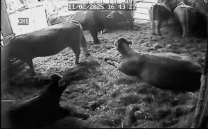 Caméra IP - Allemagne