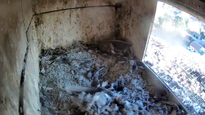 Caméra IP - Belgium