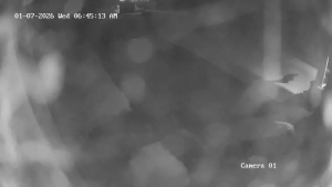 Caméra IP - United States of America