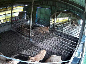 Caméra IP - South Korea