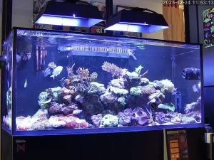 Caméra IP - Singapore