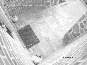 Caméra IP - United States of America