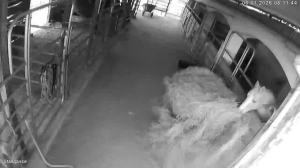 Caméra IP - Germany