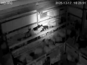 Caméra IP - Islande