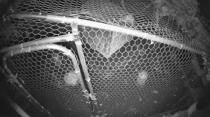 Caméra IP - Royaume-Uni