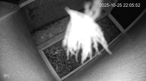 Caméra IP - Émirats Arabes Unis