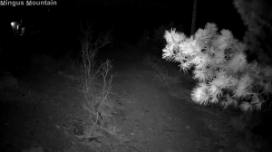 Caméra IP - United States of America