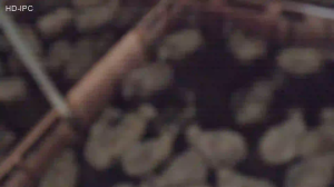 Caméra IP - Iceland