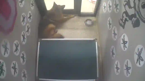 Caméra IP - États-Unis d'Amérique