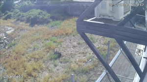 Caméra IP - Suriname