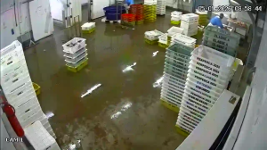 Caméra IP - Brésil