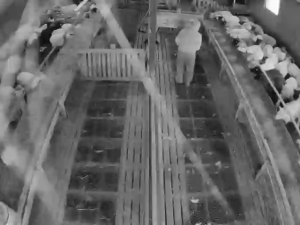 Caméra IP - Iceland