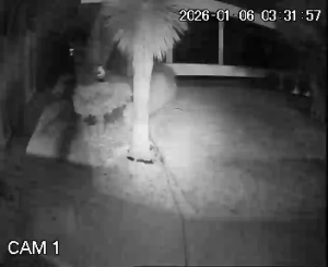 Caméra IP - Portugal