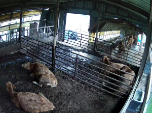 Caméra IP - Corée du Sud