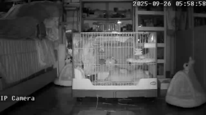 Caméra IP - Thailand