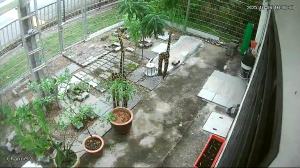 Caméra IP - Malesia