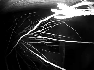 Caméra IP - United States of America