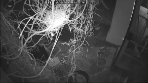 Caméra IP - United States of America