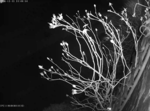 Caméra IP - United Kingdom