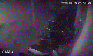 Caméra IP - Vietnam