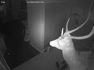 Caméra IP - Australia