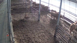 Caméra IP - República de Corea