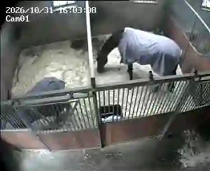 Caméra IP - Pays-Bas