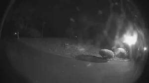 Caméra IP - Australie