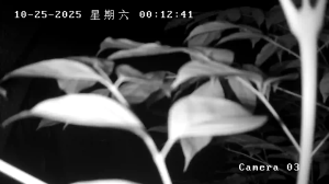Caméra IP - Kina