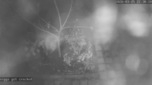 Caméra IP - Pays-Bas