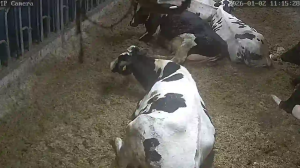 Caméra IP - Niederlande