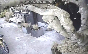 Caméra IP - Netherlands