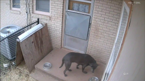 Caméra IP - Estados Unidos