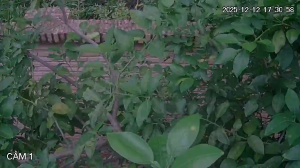 Caméra IP - Paraguay