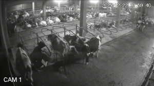 Caméra IP - Vue en direct