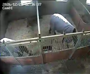 Caméra IP - Niederlande