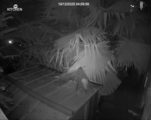 Caméra IP - Vue en direct