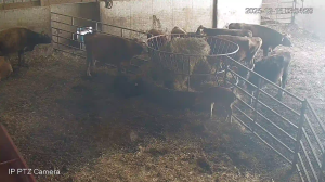 Caméra IP - États-Unis d'Amérique