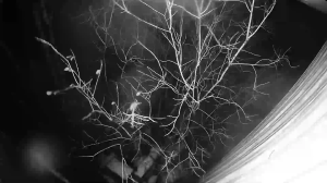 Caméra IP - Russian Federation