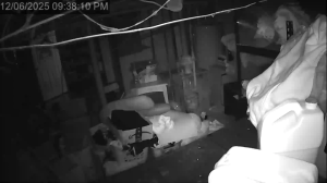 Caméra IP - United States of America