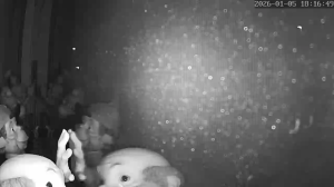 Caméra IP - Pays-Bas