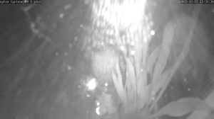 Caméra IP - Deutschland