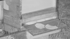 Caméra IP - Alemania