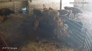 Caméra IP - États-Unis d'Amérique