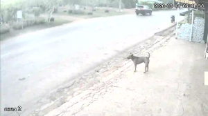 Caméra IP - Thaïlande