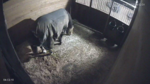 Caméra IP - United States of America