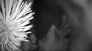 Caméra IP - Canadá