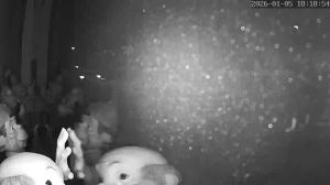 Caméra IP - Pays-Bas