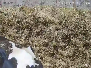 Caméra IP - Ireland